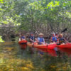 Kayak Mangrove tour Miami